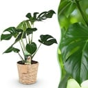 Zimmerpflanzen - Monstera Deliciosa - Lochpflanze - Wenig Pflege - mit Korb - Grün - 1 Pflanze - Topf 17cm - Höhe 50-55cm
