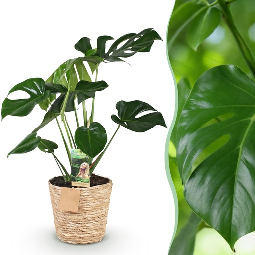 "Zimmerpflanzen - Monstera Deliciosa - Lochpflanze - Wenig Pflege - mit Korb - Grün - 1 Pflanze - Topf 17cm - Höhe 50-55cm image"