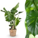 Zimmerpflanzen - Monstera Deliciosa - Fensterblatt - Pflegeleicht - mit Korb - Grün - 1 Pflanze - Topf 21cm - Höhe 70-80cm