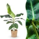 Zimmerpflanzen - Musa acuminata Dwarf Cavendisch - Bananenpflanze - Wenig Pflege - mit Korb - Grün - 1 Pflanze - Topf 21cm - Höhe 70-75cm