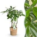 Zimmerpflanzen - Pachira Aquatica Mehrstamm - Geldbaum - Wenig Pflege - mit Korb - Grün - 1 Pflanze - Topf 17cm - Höhe 50-55cm
