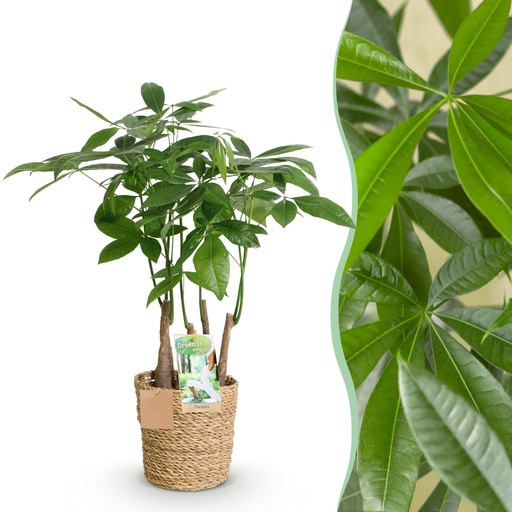 "Zimmerpflanzen - Pachira Aquatica Mehrstamm - Geldbaum - Wenig Pflege - mit Korb - Grün - 1 Pflanze - Topf 17cm - Höhe 50-55cm image"