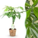 Zimmerpflanzen - Geflochtener Stamm Pachira Aquatica - Geldbaum - Wenig Pflege - mit Korb - Grün - 1 Pflanze - Topf 17cm - Höhe 60-70cm
