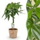 Zimmerpflanzen - Geflochtener Stamm Pachira Aquatica - Geldbaum - Wenig Pflege - mit Korb - Grün - 1 Pflanze - Topf 21cm - Höhe 80-90cm