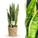Zimmerpflanzen - Sansevieria Laurentii - Schwiegermutterzunge - Pflegeleicht - mit Korb - Grün - Gelb - 1 Pflanze - Topf 17cm - Höhe 60-70cm