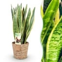 Zimmerpflanzen - Sansevieria Laurentii- Schwiegermutterzunge - Pflegeleicht - mit Korb - Grün - Gelb - 1 Pflanze - Topf 21cm - Höhe 70-80cm