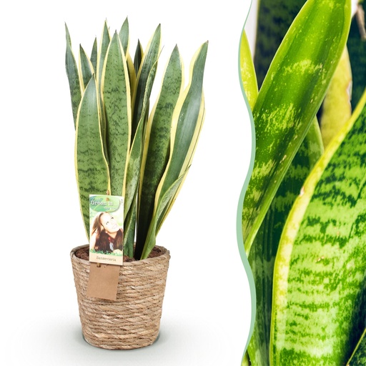 "Zimmerpflanzen - Sansevieria Laurentii- Schwiegermutterzunge - Pflegeleicht - mit Korb - Grün - Gelb - 1 Pflanze - Topf 21cm - Höhe 70-80cm image"