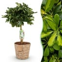 Zimmerpflanzen - Schefflera Gold Capelle - Fingerbaum - Wenig Pflege - mit Korb - Grün - Gold - 1 Pflanze - Topf 21cm - Höhe 70-81cm