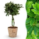Zimmerpflanzen - Schefflera Nora - Fingerbaum - Wenig Pflege - mit Korb - Grün - 1 Pflanze - Topf 21cm - Höhe 70-82cm