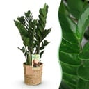 Zimmerpflanzen - Zamioculcas - ZZ-Pflanze - Wenig Pflege - mit Korb - Grün - 1 Pflanze - Topf 17cm - Höhe 65-75cm