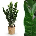 Zimmerpflanzen - Zamioculcas - ZZ-Pflanze - Wenig Pflege - mit Korb - Grün - 1 Pflanze - Topf 21cm - Höhe 80-90cm