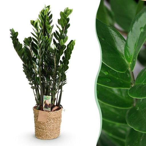 "Zimmerpflanzen - Zamioculcas - ZZ-Pflanze - Wenig Pflege - mit Korb - Grün - 1 Pflanze - Topf 21cm - Höhe 80-90cm image"
