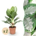 Zimmerpflanzen - Aglaonema Silver Bay - Silberblatt - Wenig Pflege - Silber - 2 Pflanzen - Topf 17cm - Höhe 70-75cm