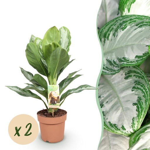 "Zimmerpflanzen - Aglaonema Silver Bay - Silberblatt - Wenig Pflege - Silber - 2 Pflanzen - Topf 17cm - Höhe 70-75cm image"