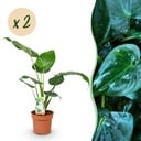 Zimmerpflanzen - Alocasia Cucullata - Buddhas Hand - Pflegeleicht - Grün - 2 Pflanzen - Topf 17cm - Höhe 60-65cm