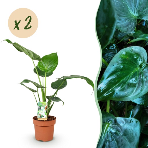 "Zimmerpflanzen - Alocasia Cucullata - Buddhas Hand - Pflegeleicht - Grün - 2 Pflanzen - Topf 17cm - Höhe 60-65cm image"