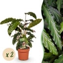 Zimmerpflanzen - Calathea Rufibarba - Pfauenpflanze - Wenig Pflege - Grün - 2 Pflanzen - Topf 17cm - Höhe 55-60cm