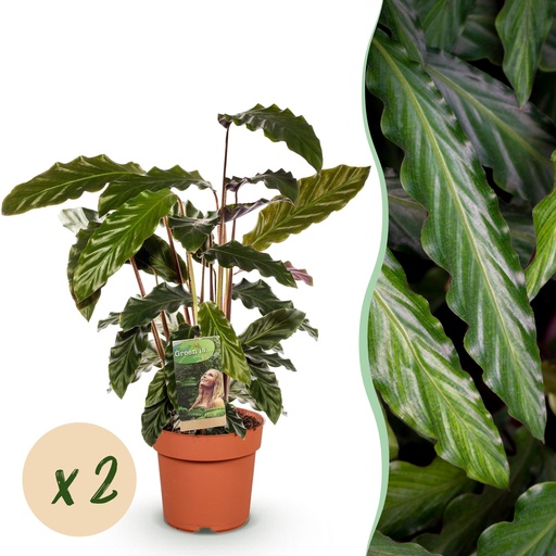 "Zimmerpflanzen - Calathea Rufibarba - Pfauenpflanze - Wenig Pflege - Grün - 2 Pflanzen - Topf 17cm - Höhe 55-60cm image"