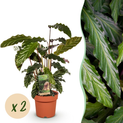 "Rotbart-Korbmarante 2er-Set (Calathea rufibarba) – pflegeleichte Zimmerpflanze, Topf-Ø 17 cm, Höhe ca. 55–60 cm image"