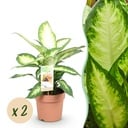 Zimmerpflanzen - Diefenbachia Camilla - Dieffenbachia - Wenig Pflege - Bunt - 2 Pflanzen - Topf 17cm - Höhe 45-50cm