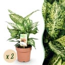 Zimmerpflanzen - Diefenbachia Compacta - Dieffenbachia - Pflegeleicht - Bunt - 2 Pflanzen - Topf 17cm - Höhe 45-50cm