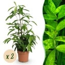 Zimmerpflanzen - Dracaena surculosa - Drachenbaum - Wenig Pflege - Grün - 2 Pflanzen - Topf 17cm - Höhe 60-70cm