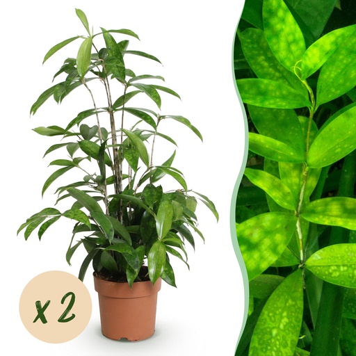 "Zimmerpflanzen - Dracaena surculosa - Drachenbaum - Wenig Pflege - Grün - 2 Pflanzen - Topf 17cm - Höhe 60-70cm image"