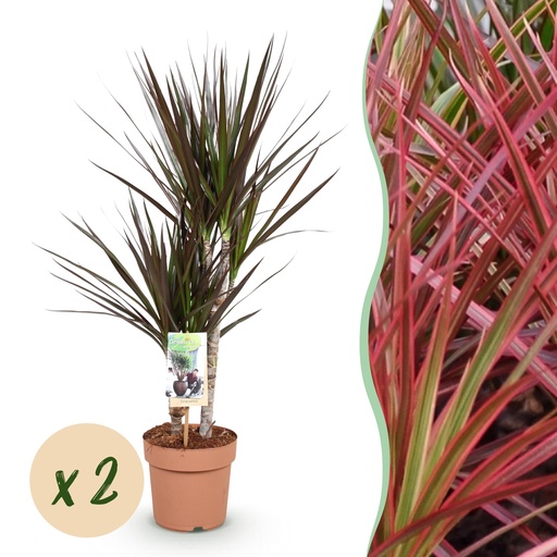 "Zimmerpflanzen - Dracaena Magenta - Drachenblutbaum - wenig Pflege - Rot - 2 Pflanzen - Topf 17cm - Höhe 70-80cm image"