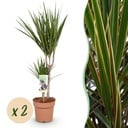 Zimmerpflanzen - Dracaena Marginata - Drachenblutbaum - Wenig Pflege - Grün - 2 Pflanzen - Topf 17cm - Höhe 70-80cm