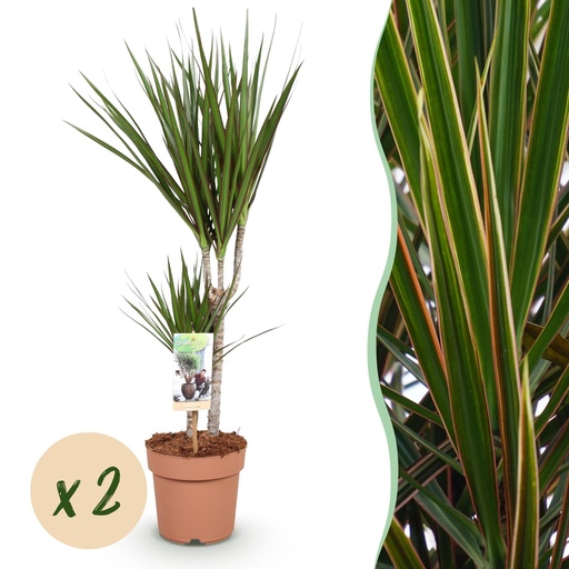 "Zimmerpflanzen - Dracaena Marginata - Drachenblutbaum - Wenig Pflege - Grün - 2 Pflanzen - Topf 17cm - Höhe 70-80cm image"
