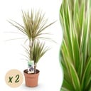 Zimmerpflanzen - Dracaena Marginata Bicolor - Drachenblutbaum - Wenig Pflege - Grün - Braun - 2 Pflanzen - Topf 17cm - Höhe 70-75cm