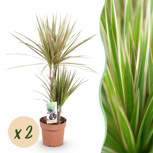 "Zimmerpflanzen - Dracaena Marginata Bicolor - Drachenblutbaum - Wenig Pflege - Grün - Braun - 2 Pflanzen - Topf 17cm - Höhe 70-75cm image"