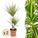 Zimmerpflanzen - Dracaena Sunray - Drachenblutbaum - Wenig Pflege - Grün - Gelb - 2 Pflanzen - Topf 17cm - Höhe 70-75cm