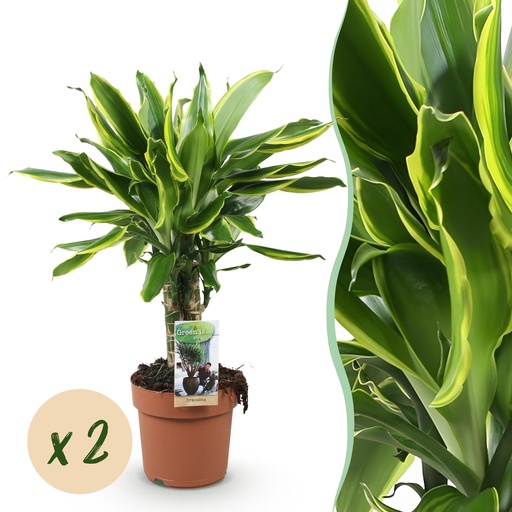 "Zimmerpflanzen - Dracaena fragrans Golden Coast - Drachenblutbaum - Geringer Pflegeaufwand - Bunt - 2 Pflanzen - Topf 17cm - Höhe 50-55cm image"