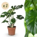 Zimmerpflanzen - Monstera Deliciosa - Fensterblatt - Wenig Pflege - Grün - 2 Pflanzen - Topf 17cm - Höhe 50-55cm