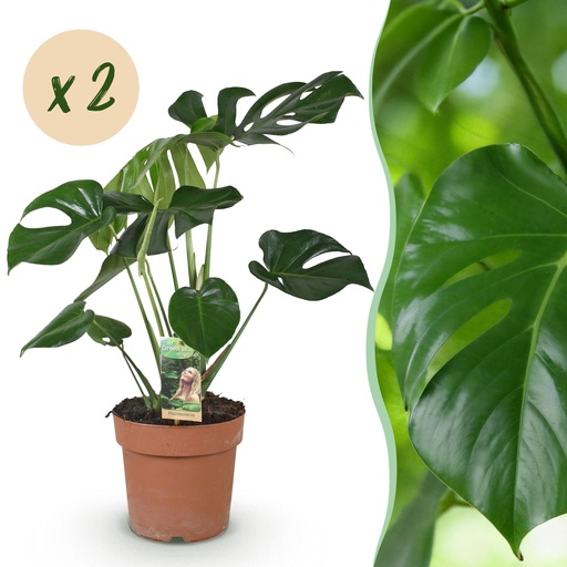 "Zimmerpflanzen - Monstera Deliciosa - Fensterblatt - Wenig Pflege - Grün - 2 Pflanzen - Topf 17cm - Höhe 50-55cm image"