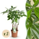 Zimmerpflanzen - Pachira Aquatica Mehrstamm - Geldbaum - Wenig Pflege - Grün - 2 Pflanzen - Topf 17cm - Höhe 50-55cm