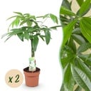 Zimmerpflanzen - Geflochtener Stamm Pachira Aquatica - Geldbaum - Wenig Pflege - Grün - 2 Pflanzen - Topf 17cm - Höhe 60-70cm