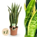 Zimmerpflanzen - Sanseveria Laurentii - Schwiegermutterzunge - Wenig Pflege - Grün - Gelb - 2 Pflanzen - Topf 17cm - Höhe 60-70cm
