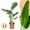 Zimmerpflanzen - Stelitzia Nicolai - Paradiesvogelblume - Wenig Pflege - Grün - 2 Pflanzen - Topf 17cm - Höhe 70-90cm