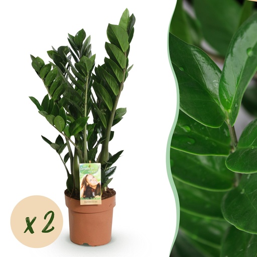 "Zimmerpflanzen - Zamioculcas - ZZ-Pflanze - Wenig Pflege - Grün - 2 Pflanzen - Topf 17cm - Höhe 65-75cm image"