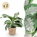 Zimmerpflanzen - Aglaonema Silver Bay - Silberblatt - Wenig Pflege - mit Korb - Silber - 2 Pflanzen - Topf 17cm - Höhe 70-75cm