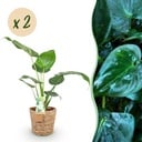 Zimmerpflanzen - Alocasia Cucullata - Buddhas Hand - Wenig Pflege - mit Korb - Grün - 2 Pflanzen - Topf 17cm - Höhe 60-65cm