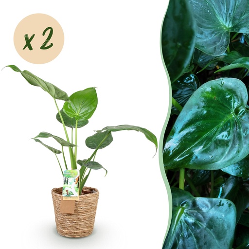 "Zimmerpflanzen - Alocasia Cucullata - Buddhas Hand - Wenig Pflege - mit Korb - Grün - 2 Pflanzen - Topf 17cm - Höhe 60-65cm image"