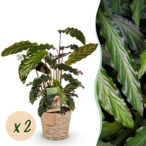 "Zimmerpflanzen - Calathea Rufibarba - Pfauenpflanze - Wenig Pflege - mit Korb - Grün - 2 Pflanzen - Topf 17cm - Höhe 55-60cm image"