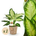Zimmerpflanzen - Dieffenbachia Camilla - Dieffenbachia - Wenig Pflege - mit Korb - Bunt - 2 Pflanzen - Topf 17cm - Höhe 45-50cm