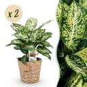 Zimmerpflanzen - Diefenbachia Compacta - Dieffenbachia - Wenig Pflege - mit Korb - Bunt - 2 Pflanzen - Topf 17cm - Höhe 45-50cm