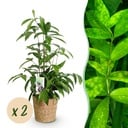 Zimmerpflanzen - Dracaena surculosa - Drachenblutbaum - Wenig Pflege - mit Korb - Grün - 2 Pflanzen - Topf 17cm - Höhe 60-70cm