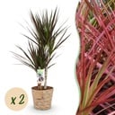 Zimmerpflanzen - Dracaena Magenta - Drachenbaum - Wenig Pflege - mit Korb - Rot - 2 Pflanzen - Topf 17cm - Höhe 70-80cm
