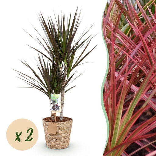 "Zimmerpflanzen - Dracaena Magenta - Drachenbaum - Wenig Pflege - mit Korb - Rot - 2 Pflanzen - Topf 17cm - Höhe 70-80cm image"